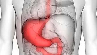 An illustration of the stomach.